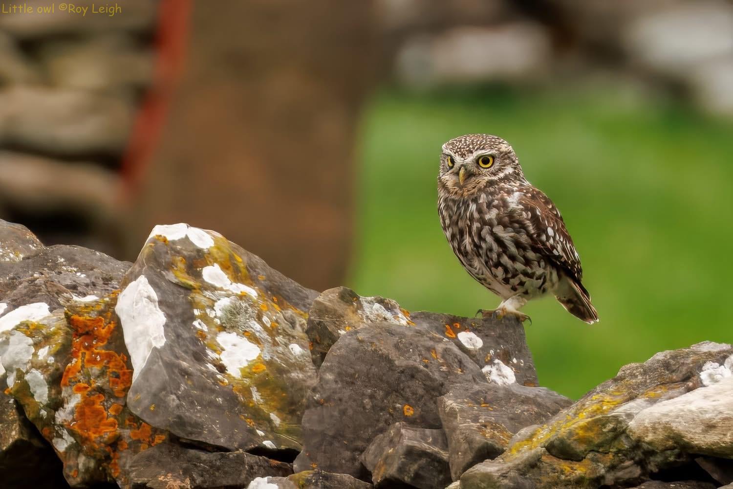Little owl survey